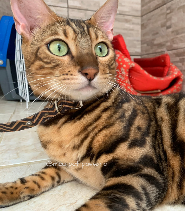 Bengal