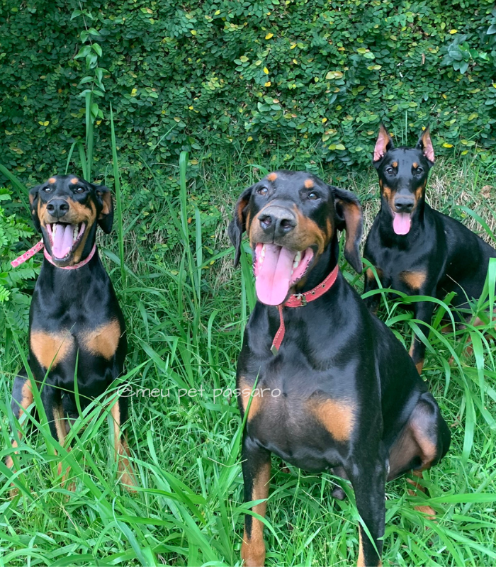 Dobermans