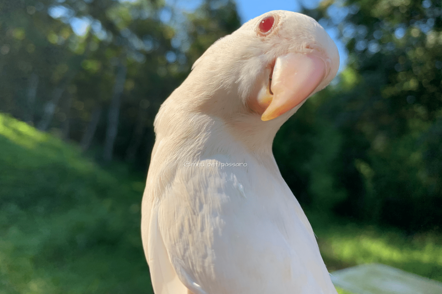 Agapornis roseicollis