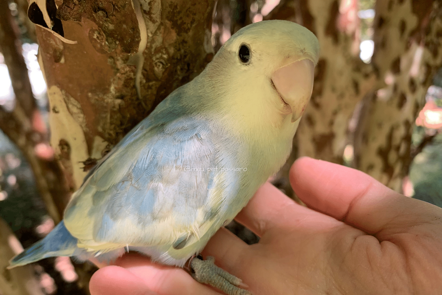 Agapornis roseicollis