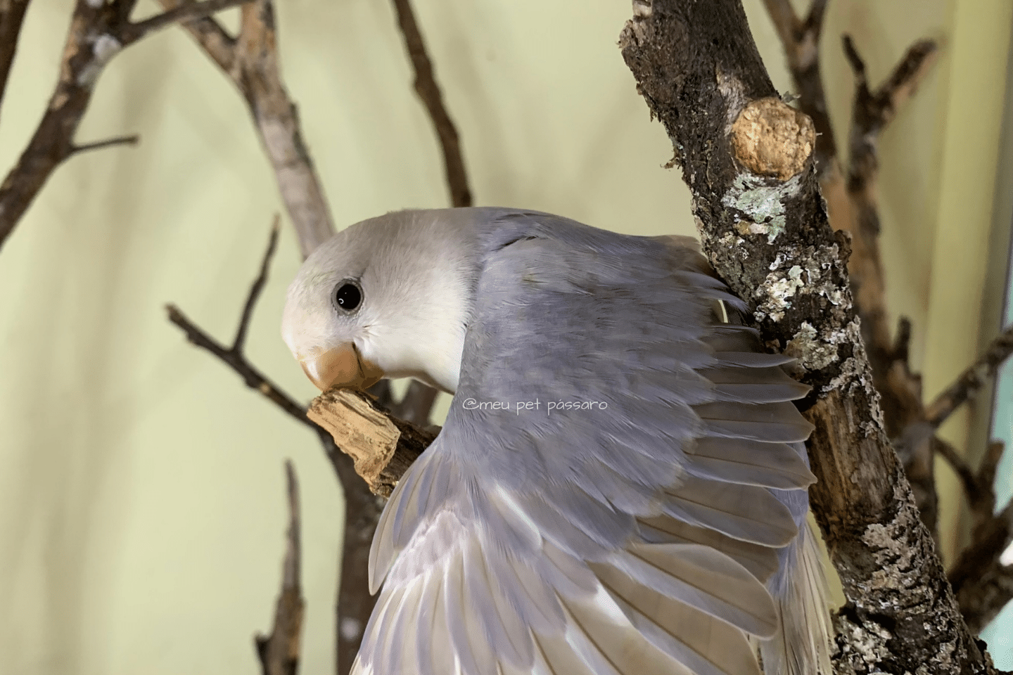 Agapornis roseicollis